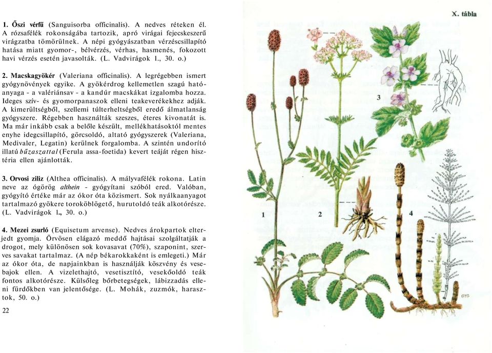 A legrégebben ismert gyógynövények egyike. A gyökérdrog kellemetlen szagú hatóanyaga - a valériánsav - a kandúr macskákat izgalomba hozza. Ideges szív- és gyomorpanaszok elleni teakeverékekhez adják.