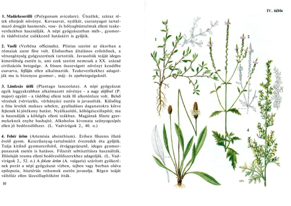 2. Vasfű (Verbéna officinalis). Plinius szerint az ókorban a rómaiak szent füve volt. Elsősorban általános erősítőnek, a vérszegénység gyógyszerének tartották.
