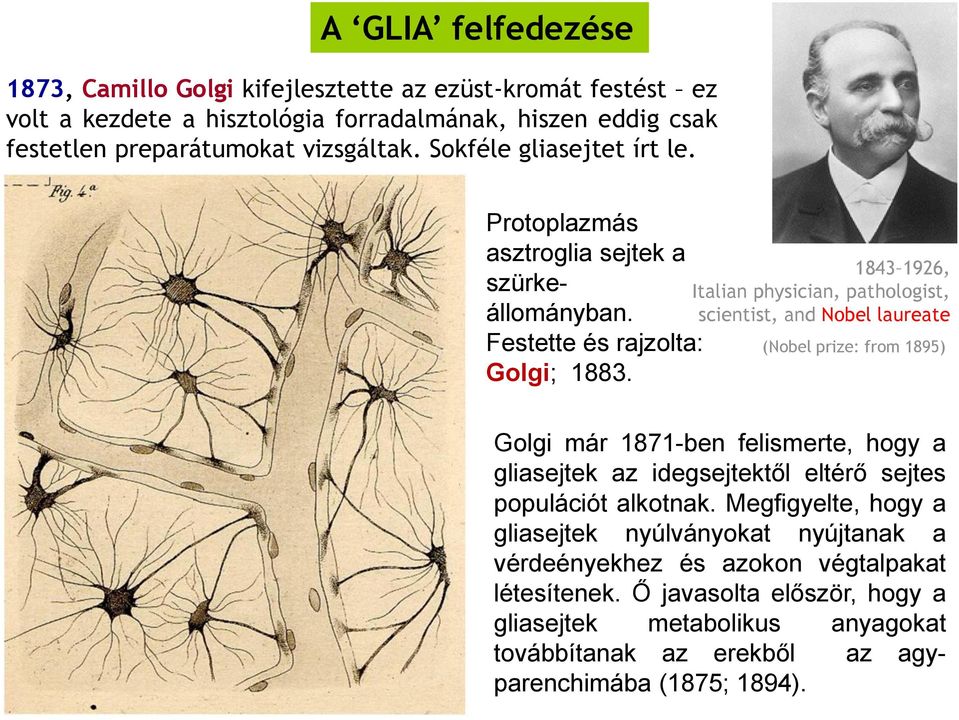 1843 1926, Italian physician, pathologist, scientist, and Nobel laureate (Nobel prize: from 1895) Golgi már 1871-ben felismerte, hogy a gliasejtek az idegsejtektől eltérő sejtes