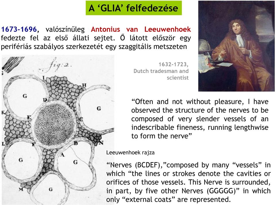 observed the structure of the nerves to be composed of very slender vessels of an indescribable fineness, running lengthwise to form the nerve Leeuwenhoek rajza