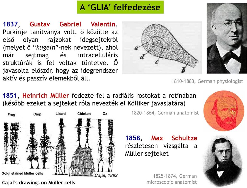 1810-1883, German physiologist 1851, Heinrich Müller fedezte fel a radiális rostokat a retinában (később ezeket a sejteket róla nevezték el Kölliker