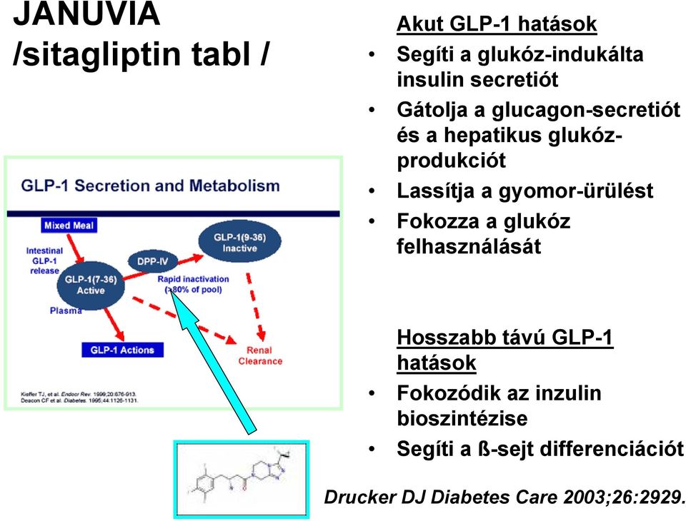 gyomor-ürülést Fokozza a glukóz felhasználását Hosszabb távú GLP-1 hatások Fokozódik