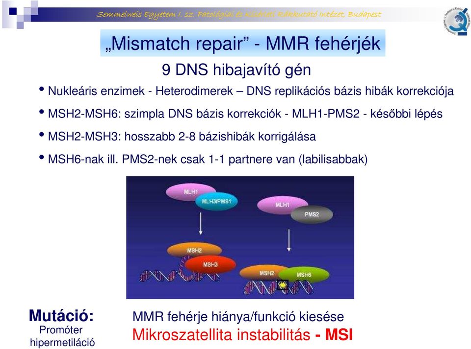 lépés MSH2-MSH3: hosszabb 2-8 bázishibák korrigálása MSH6-nak ill.