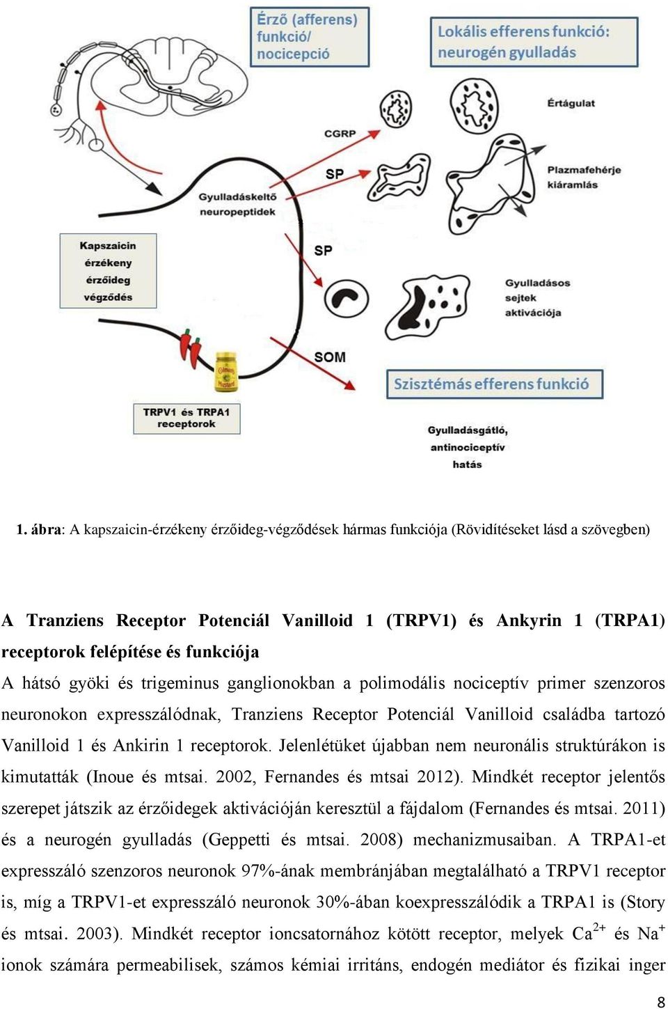 Ankirin 1 receptorok. Jelenlétüket újabban nem neuronális struktúrákon is kimutatták (Inoue és mtsai. 2002, Fernandes és mtsai 2012).