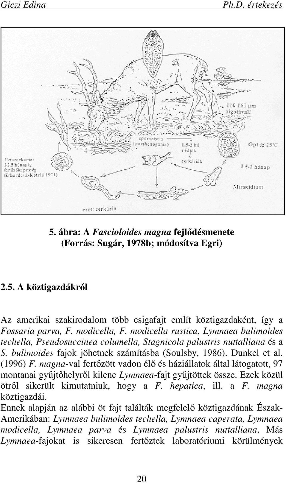 (1996) F. magna-val fertızött vadon élı és háziállatok által látogatott, 97 montanai győjtıhelyrıl kilenc Lymnaea-fajt győjtöttek össze. Ezek közül ötrıl sikerült kimutatniuk, hogy a F. hepatica, ill.