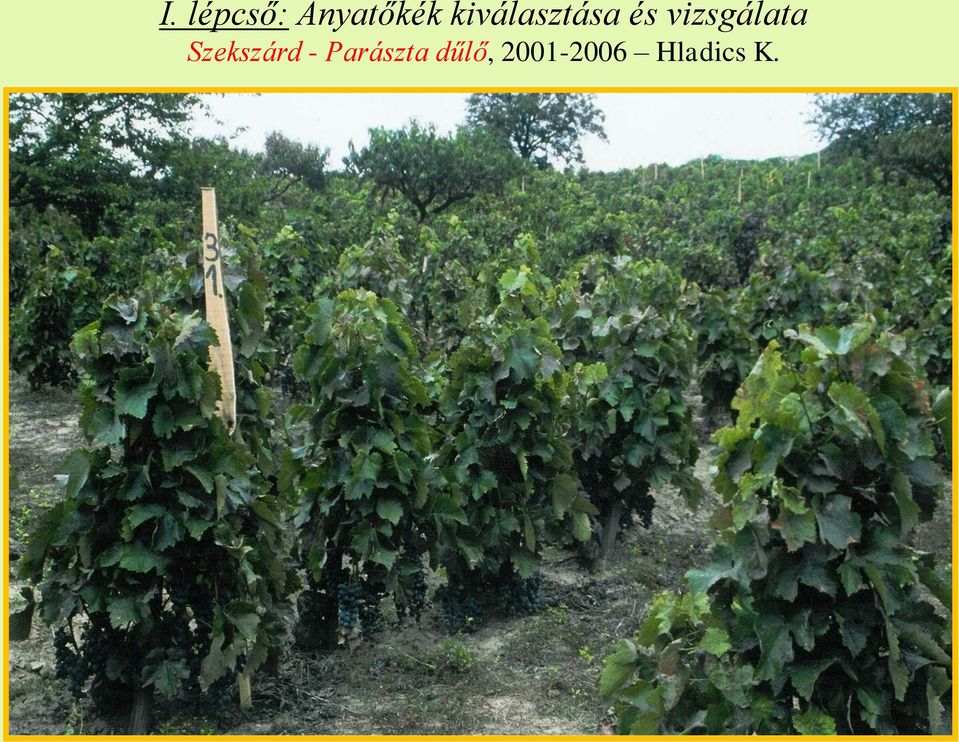 vizsgálata Szekszárd -