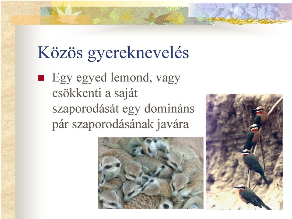 csökkenti a saját