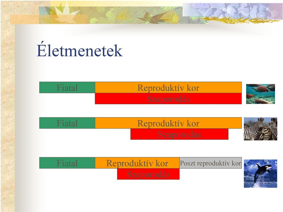 Fiatal  Poszt reproduktív kor