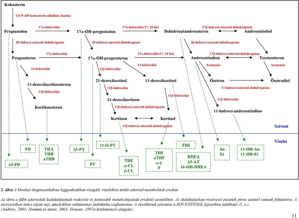 17β-hidroxi-szteroid-dehidrogenáz Tesztoszteron 21-hidroxiláz 11β-hidroxiláz 21-hidroxiláz Aromatáz Aromatáz 11-dezoxikortikoszteron 11β-hidroxiláz Kortikoszteron 21-dezoxikortizol 11-dezoxikortizol