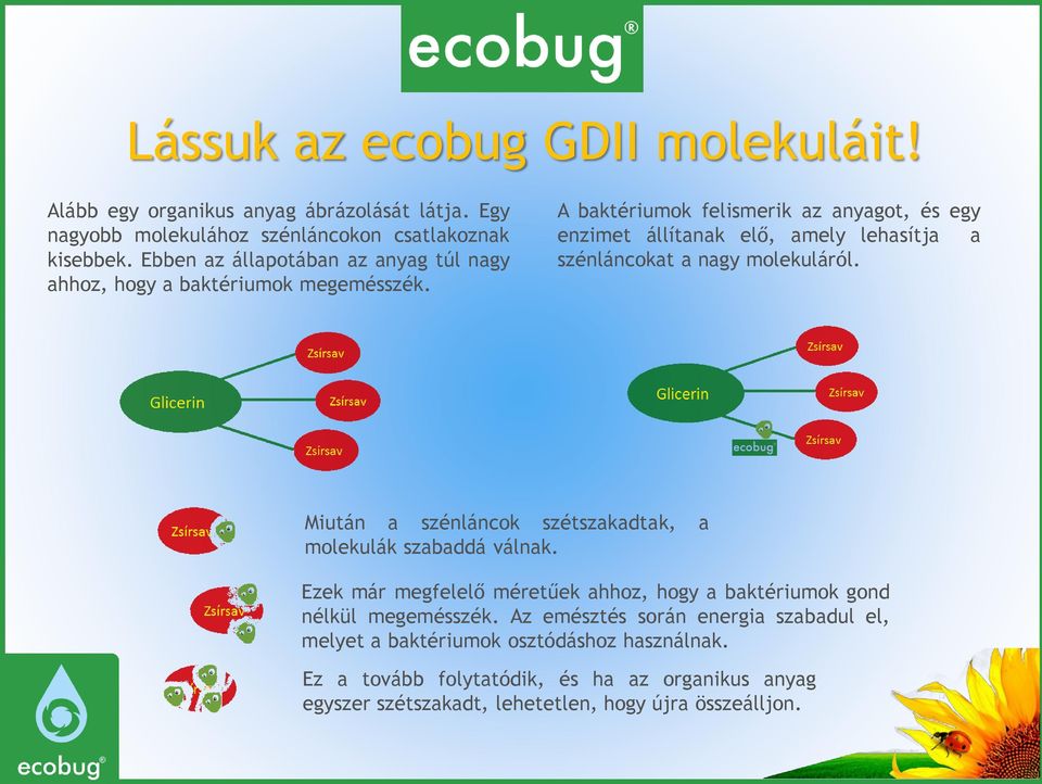 A baktériumok felismerik az anyagot, és egy enzimet állítanak elő, amely lehasítja a szénláncokat a nagy molekuláról.