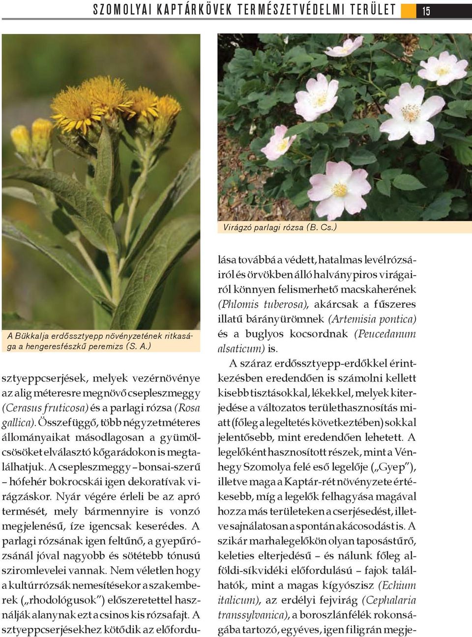 ) sztyeppcserjések, melyek vezérnövénye az alig méteresre megnövő csepleszmeggy (Cerasus fruticosa) és a parlagi rózsa (Rosa gallica).