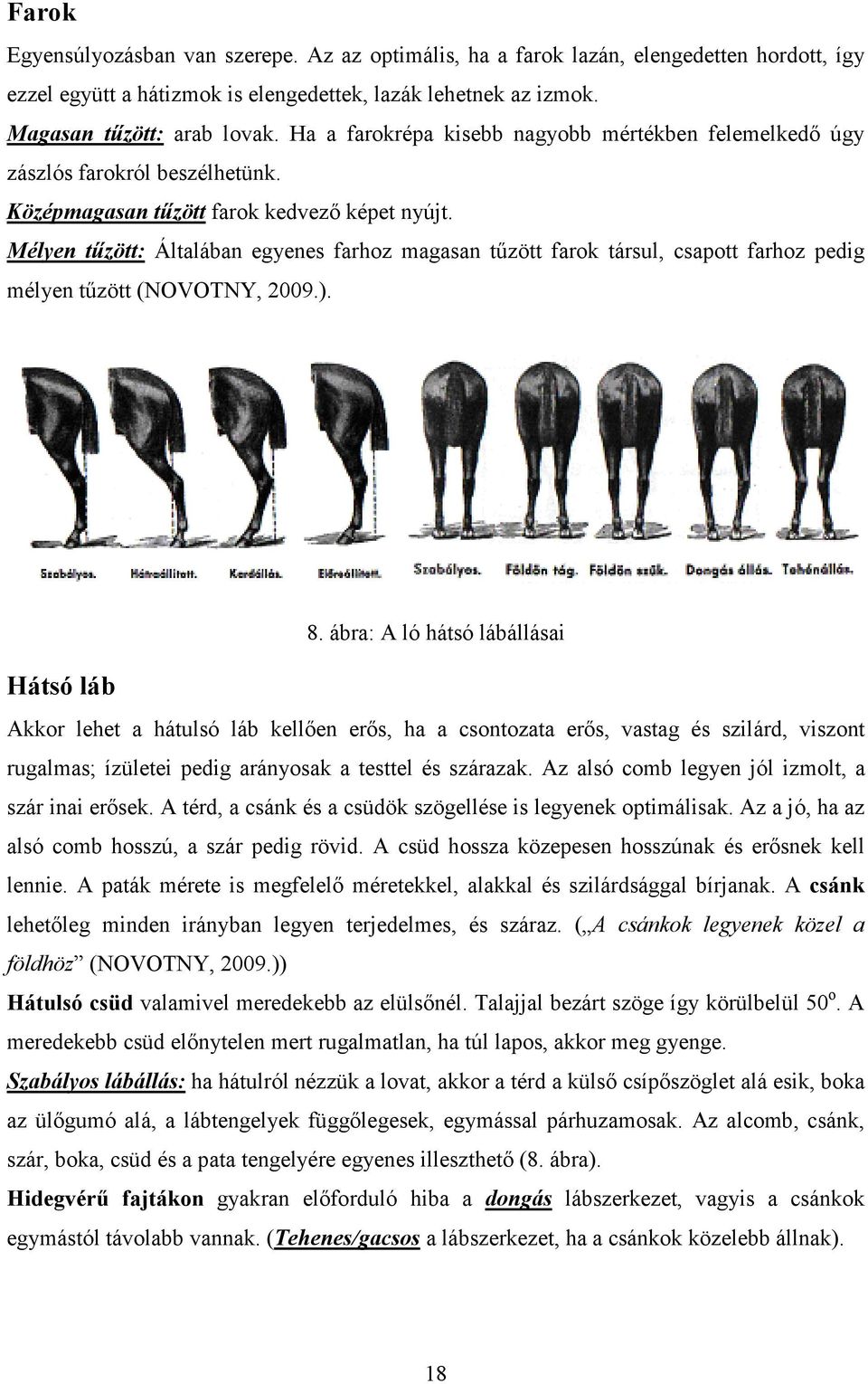 Mélyen tűzött: Általában egyenes farhoz magasan tűzött farok társul, csapott farhoz pedig mélyen tűzött (NOVOTNY, 2009.). Hátsó láb 8.