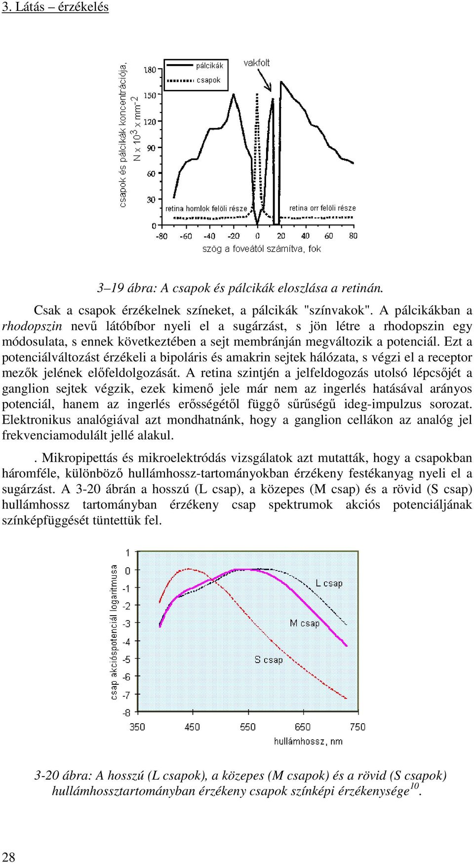 Ezt a potenciálváltozást érzékeli a bipoláris és amakrin sejtek hálózata, s végzi el a receptor mezők jelének előfeldolgozását.