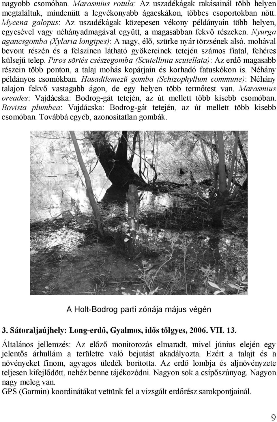 Nyurga agancsgomba (Xylaria longipes): A nagy, élő, szürke nyár törzsének alsó, mohával bevont részén és a felszínen látható gyökereinek tetején számos fiatal, fehéres külsejű telep.