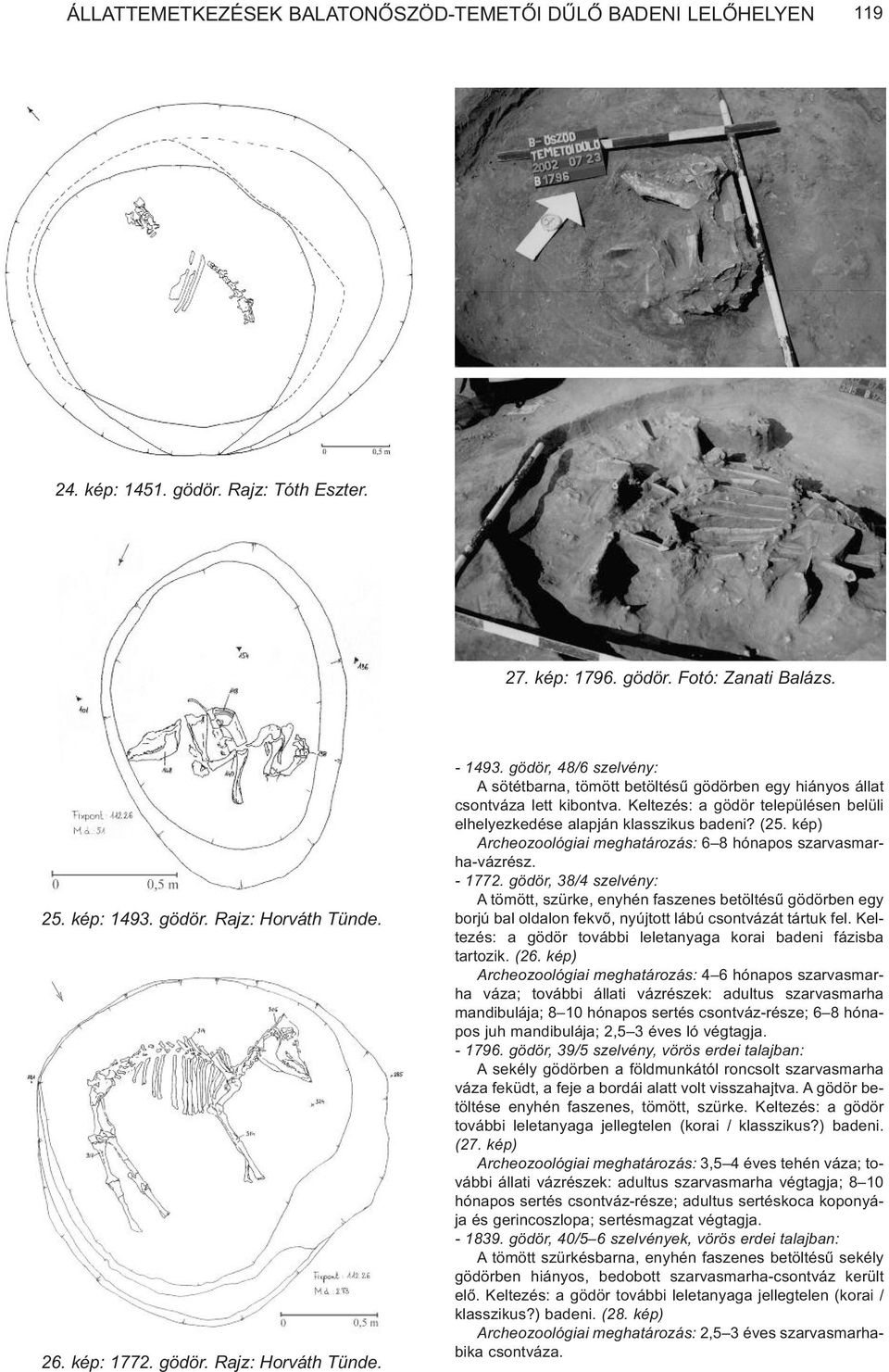 Keltezés: a gödör településen belüli elhelyezkedése alapján klasszikus badeni? (25. kép) Archeozoológiai meghatározás: 6 8 hónapos szarvasmarha-vázrész. - 1772.
