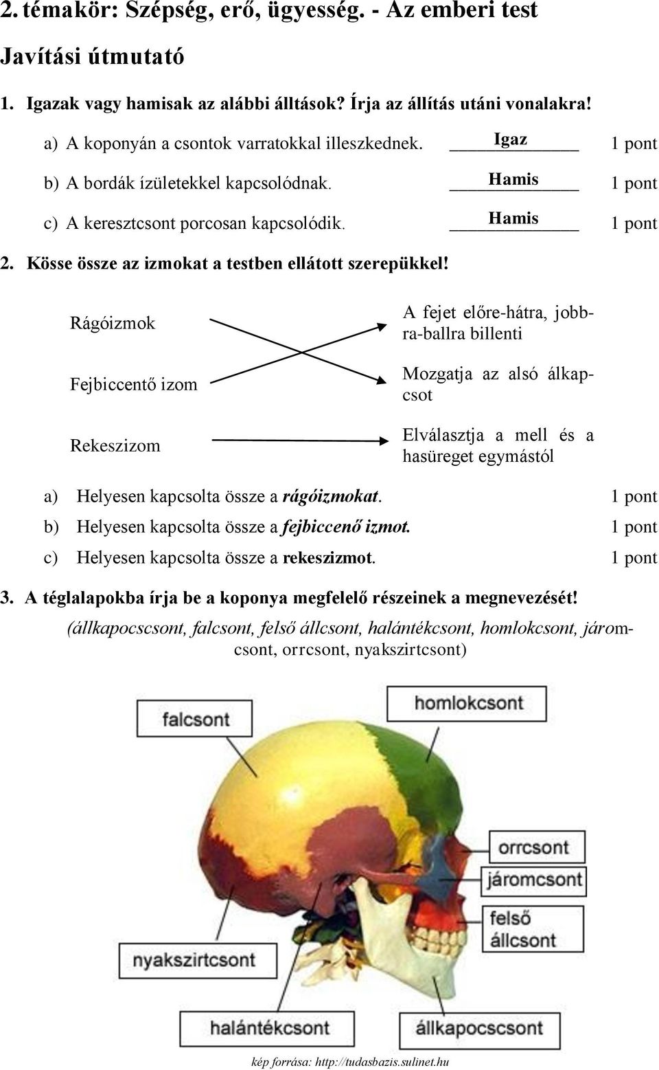 Rágóizmok Fejbiccentő izom Rekeszizom A fejet előre-hátra, jobbra-ballra billenti Mozgatja az alsó álkapcsot Elválasztja a mell és a hasüreget egymástól Helyesen kapcsolta össze a rágóizmokat.