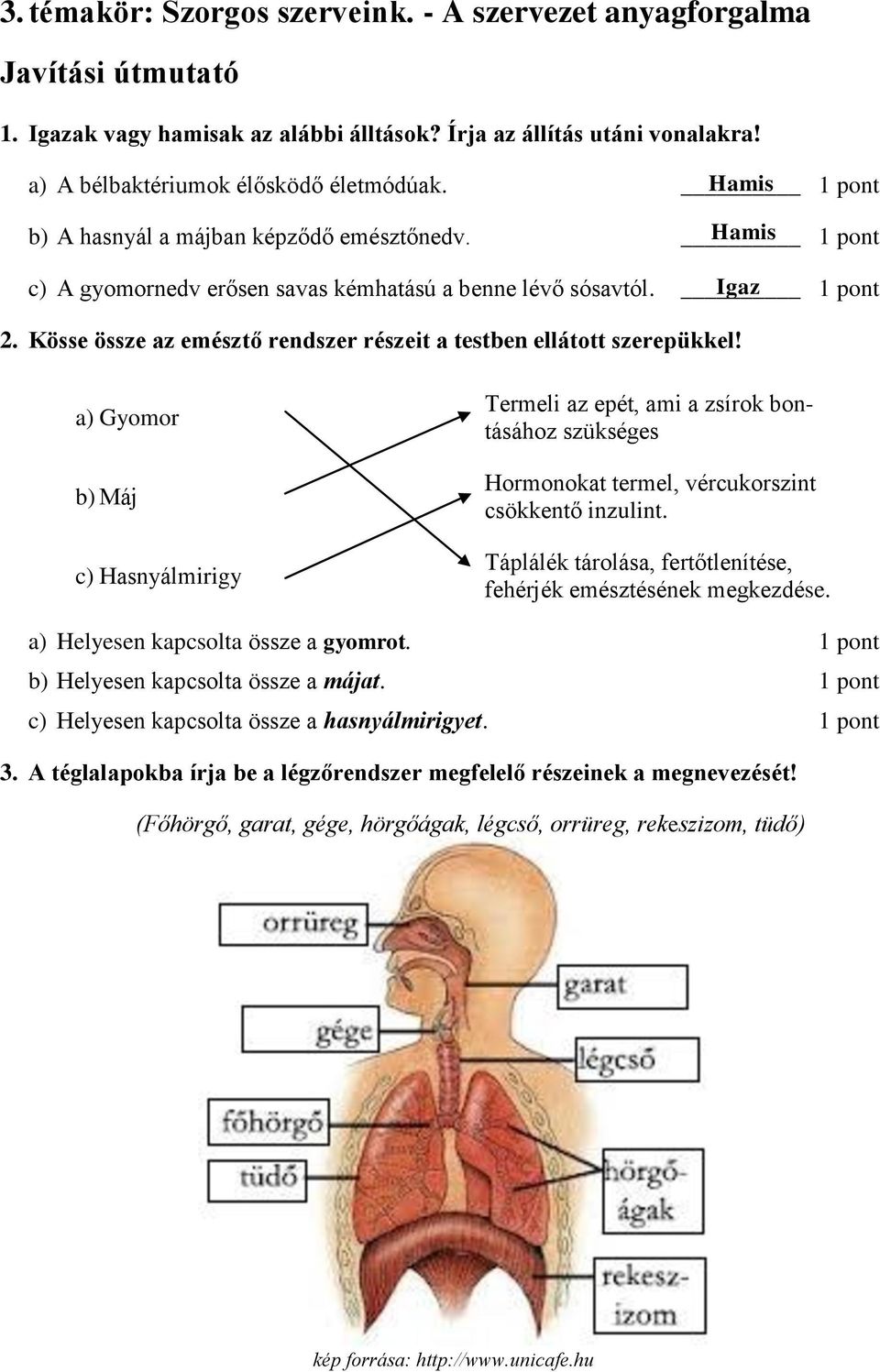 Kösse össze az emésztő rendszer részeit a testben ellátott szerepükkel! Gyomor Máj Hasnyálmirigy Termeli az epét, ami a zsírok bontásához szükséges Hormonokat termel, vércukorszint csökkentő inzulint.