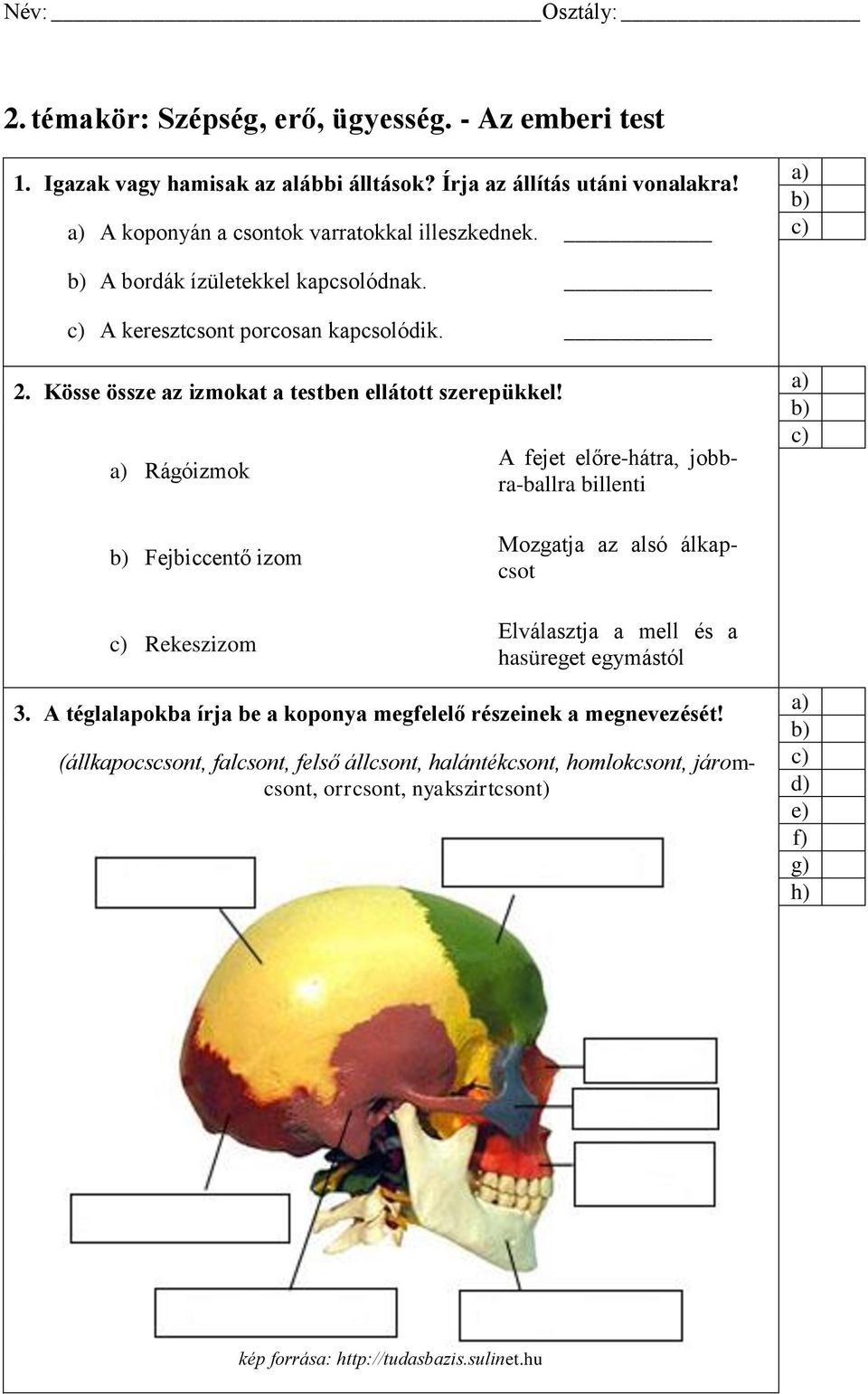 Rágóizmok A fejet előre-hátra, jobbra-ballra billenti Fejbiccentő izom Rekeszizom Mozgatja az alsó álkapcsot Elválasztja a mell és a hasüreget egymástól 3.