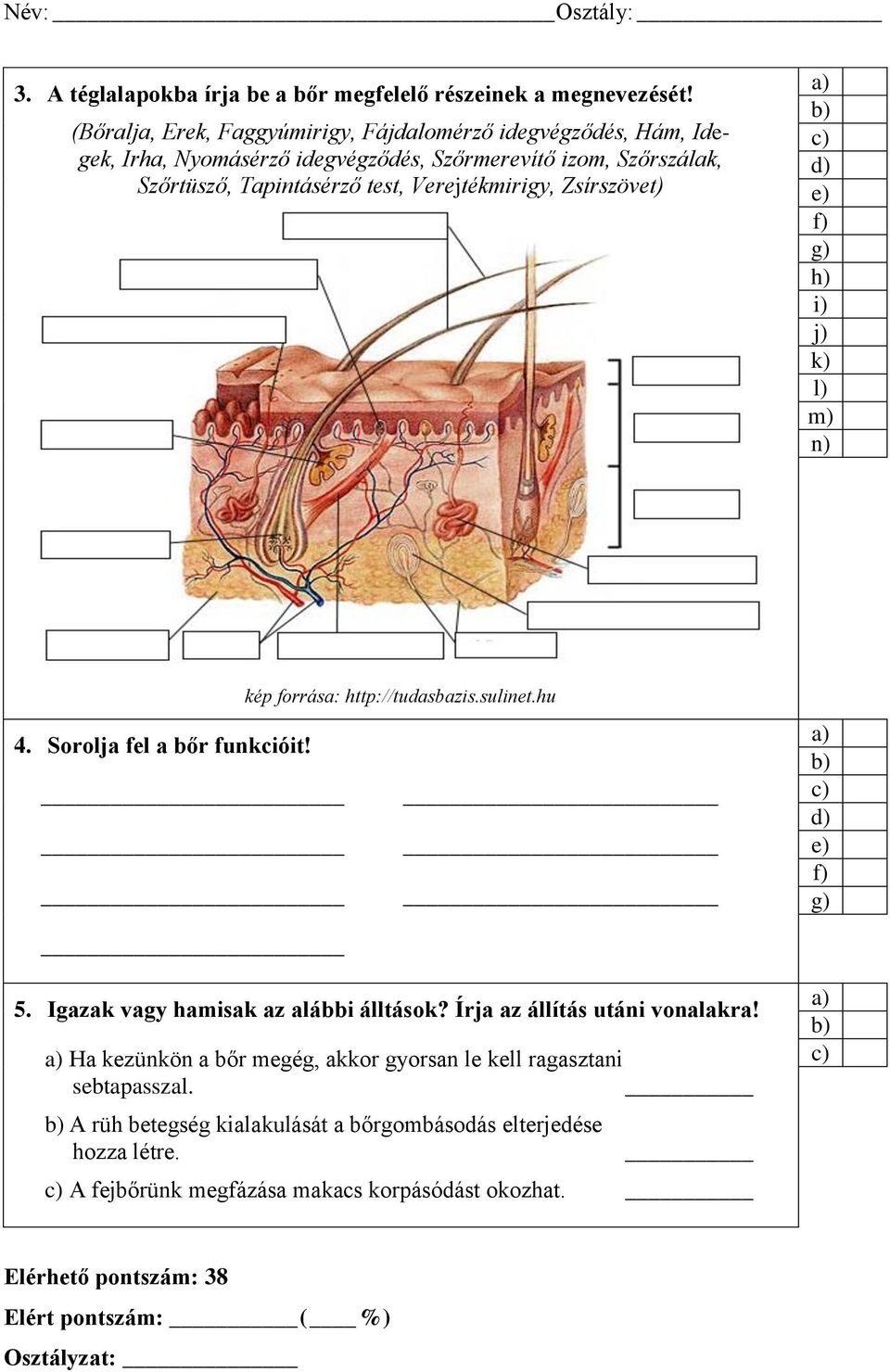 Verejtékmirigy, Zsírszövet) f) g) h) i) j) k) l) m) n) kép forrása: http://tudasbazis.sulinet.hu 4. Sorolja fel a bőr funkcióit! f) g) 5.