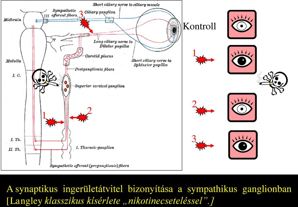 sympathikus ganglionban [Langley