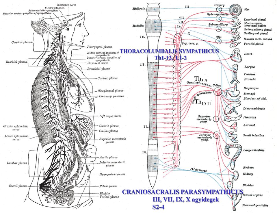 CRANIOSACRALIS