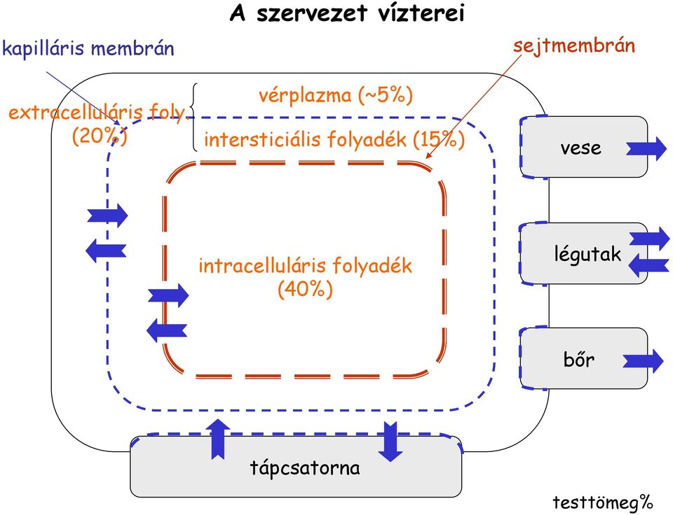 intersticiális folyadék (15%) sejtmembrán vese