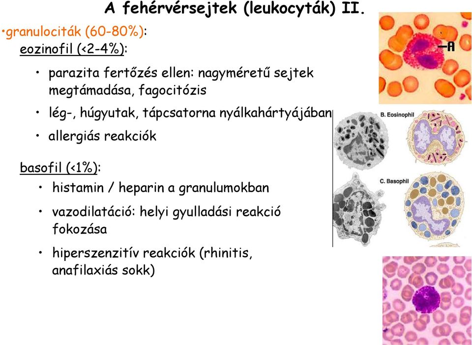 tápcsatorna nyálkahártyájában allergiás reakciók basofil (<1%): histamin / heparin a