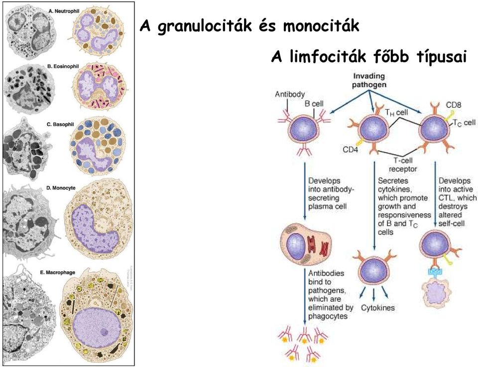 és monociták 