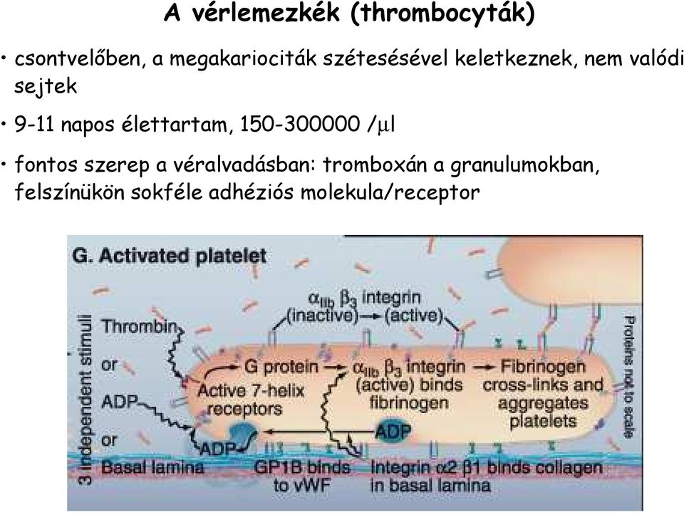 élettartam, 150-300000 /µl fontos szerep a véralvadásban: