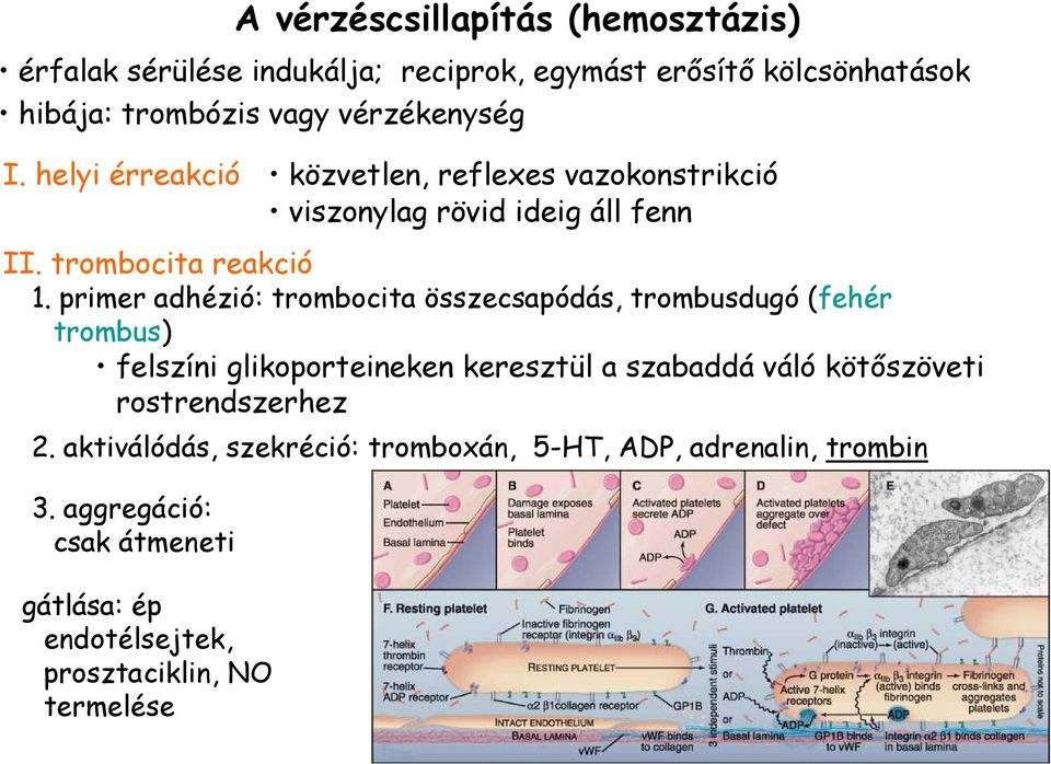 primer adhézió: trombocita összecsapódás, trombusdugó (fehér trombus) felszíni glikoporteineken keresztül a szabaddá váló kötıszöveti