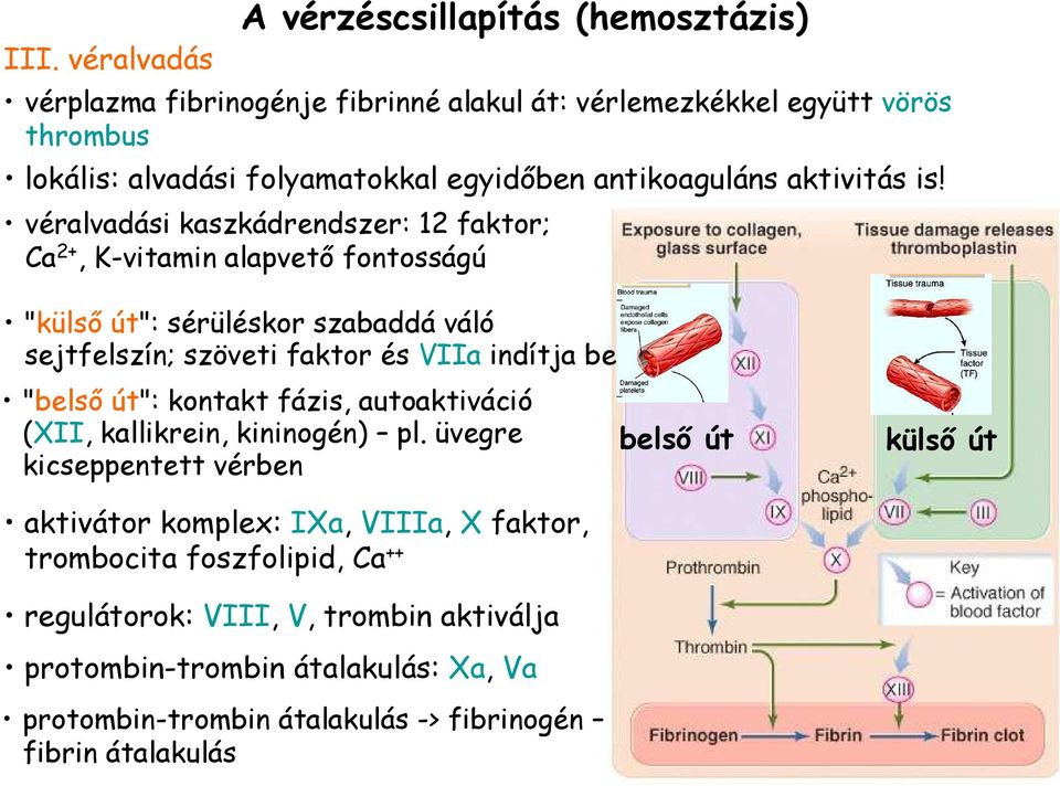 véralvadási kaszkádrendszer: 12 faktor; Ca 2+, K-vitamin alapvetı fontosságú "külsı út": sérüléskor szabaddá váló sejtfelszín; szöveti faktor és VIIa indítja be "belsı út":