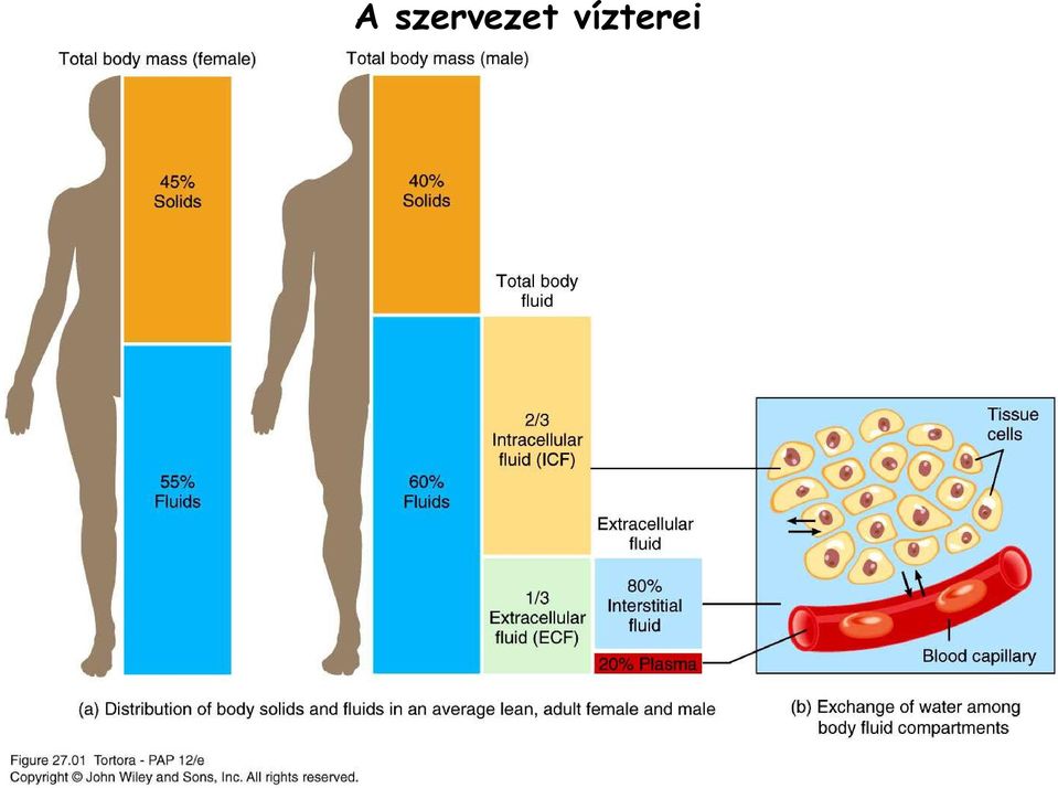 vízterei