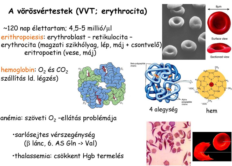 (vese, máj) hemoglobin: O 2 és CO 2 szállítás ld.