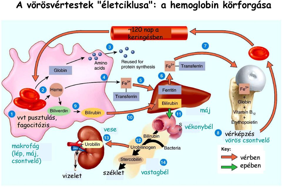 makrofág (lép, máj, csontvelı) vizelet vese széklet