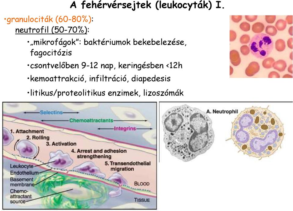 mikrofágok : baktériumok bekebelezése, fagocitózis