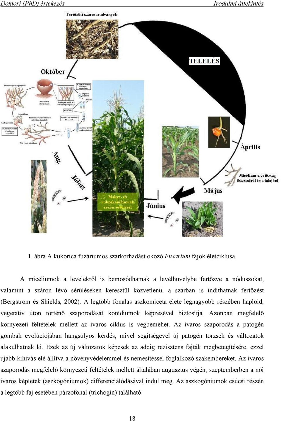 2002). A legtöbb fonalas aszkomicéta élete legnagyobb részében haploid, vegetatív úton történő szaporodását konídiumok képzésével biztosítja.