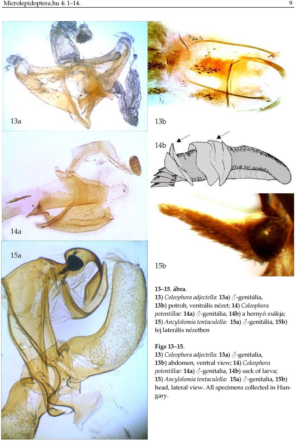 zsákja; 15) Ancylolomia tentaculella: 15a) genitália, 15b) fej laterális nézetben Figs 13 15.