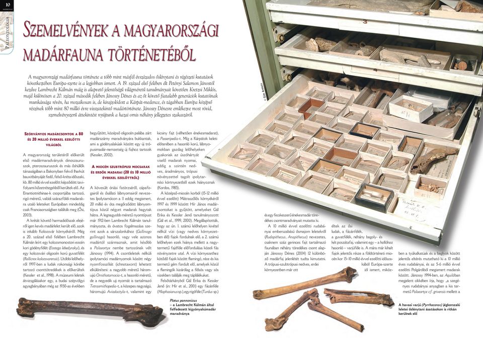 század első felében élt Petényi Salamon Jánostól kezdve Lambrecht Kálmán máig is alapvető jelentőségű világméretű tanulmányait követően Kretzoi Miklós, majd különösen a 20.