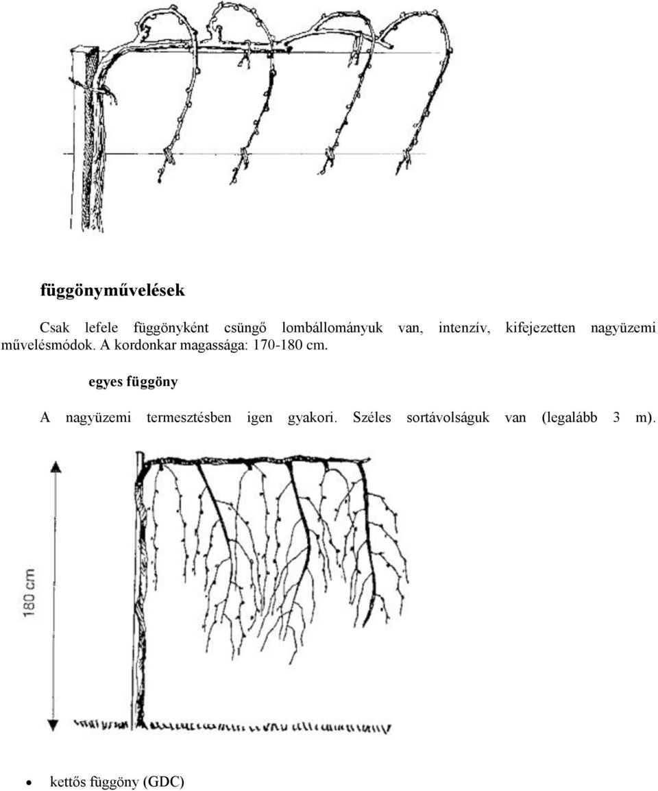 A kordonkar magassága: 170-180 cm.