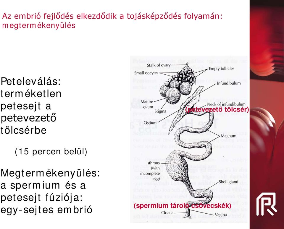 tölcsérbe (petevezető tölcsér) (15 percen belül) Megtermékenyülés: a