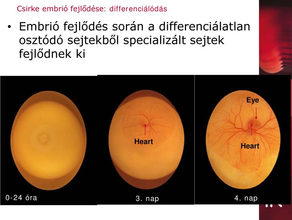 osztódó sejtekből specializált sejtek