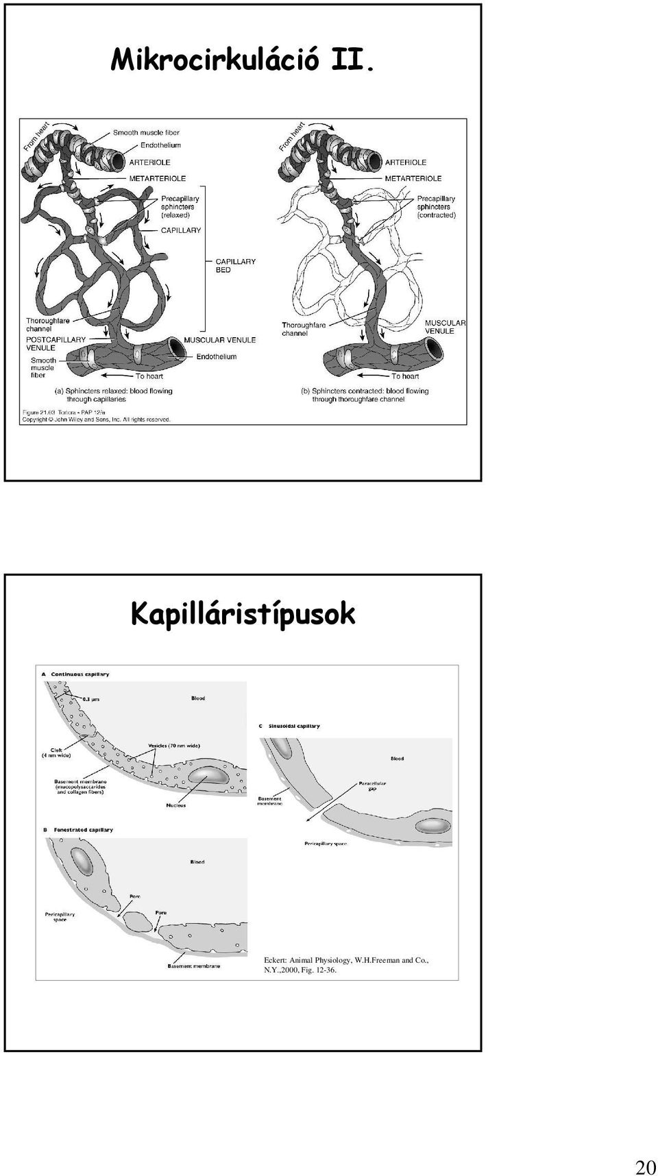 Animal Physiology, W.H.