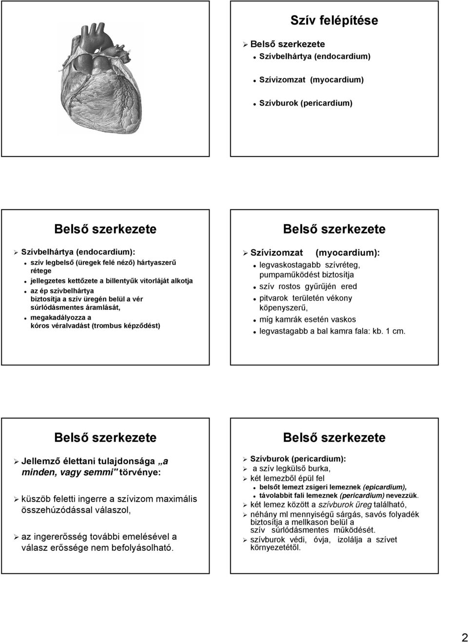 megakadályozza a kóros véralvadv ralvadást (trombus képzk pződést) Belső szerkezete Szívizomzat (myocardium): legvaskostagabb szívr vréteg, pumpaműködést biztosítja tja szív v rostos gyűrűjén n ered