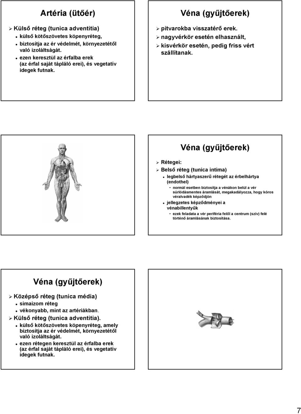 Véna (gyűjt jtőerek) pitvarokba visszatérő erek. nagyvérk rkör r esetén n elhasznált, lt, kisvérk rkör r esetén, pedig friss vért v száll llítanak.