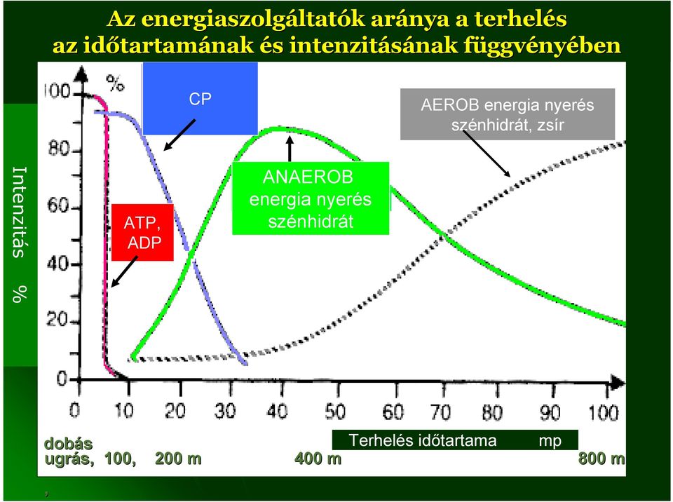 energia nyerés szénhidrát, zsír Intenzitás % ATP, ADP ANAEROB