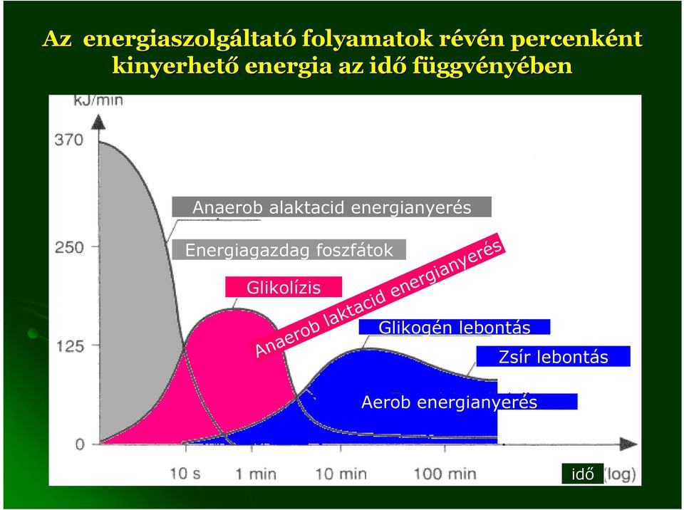 energianyerés Energiagazdag foszfátok Glikolízis Glikogén