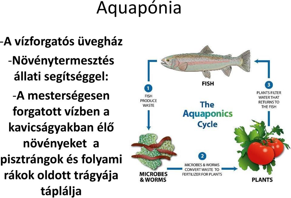 mesterségesen forgatott vízben a kavicságyakban