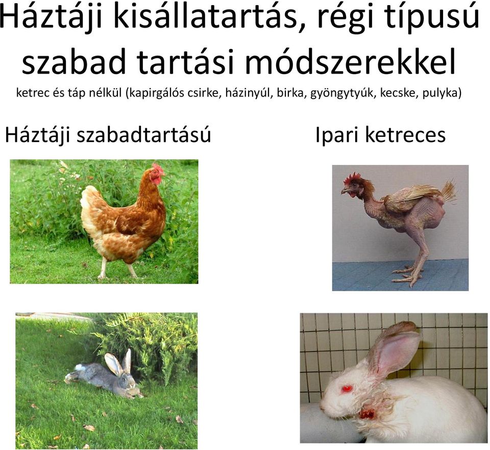 (kapirgálós csirke, házinyúl, birka,