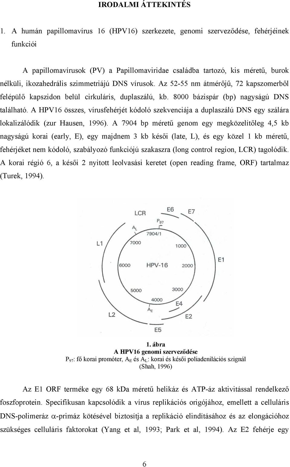 szimmetriájú DNS vírusok. Az 52-55 nm átmér j, 72 kapszomerb l felépül kapszidon belül cirkuláris, duplaszálú, kb. 8000 bázispár (bp) nagyságú DNS található.