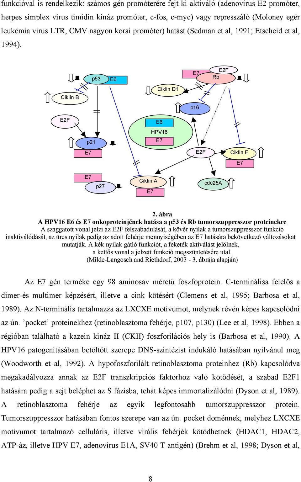 ábra A HPV16 E6 és E7 onkoproteinjének hatása a p53 és Rb tumorszuppresszor proteinekre A szaggatott vonal jelzi az E2F felszabadulását, a kövér nyilak a tumorszuppresszor funkció inaktiválódását, az
